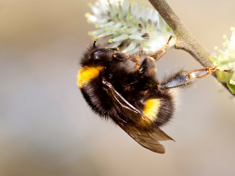 Spring bumblebees